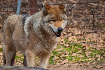 Fototapeta premium gray wolf canis lupus