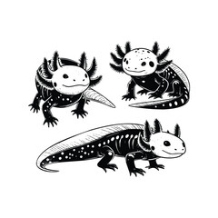 hand drawn set Illustration of Axolotl. vintage engraving axolotl vector illustration isolated on white background