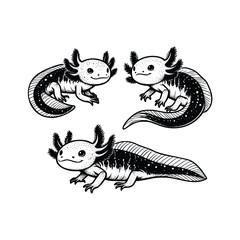 hand drawn set Illustration of Axolotl. vintage engraving axolotl vector illustration isolated on white background