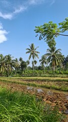 Obraz premium trees on the beach