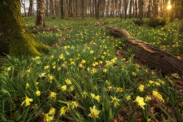 Obraz premium Oak forest covered in daffodils at sunset in Sarria, Alava