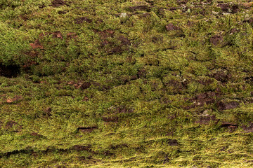 oak bark covered with deep green moss