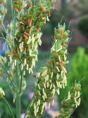 Zbliżenie na kwiaty trawy © Kumulugma