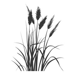 Ornamental Grass Detailed Botanical Illustration