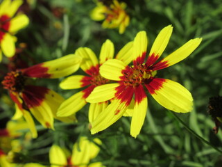 Zbliżenie na kwiat rośliny z gatunku Coreopsis 