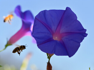 Honey bees gathering nectar from flowers on a bright sunny day.