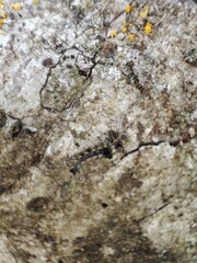 A black and yellow caterpillar with long hairs crawling on a textured tree bark surface.
