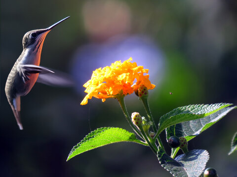 A humming bird hovering near a bright flower in the wild.
