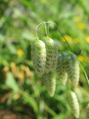 Zbliżenie na kwiaty trawy z gatunku Briza © Kumulugma