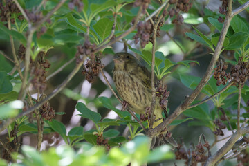 木陰で休むカワラヒワの幼鳥