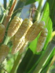 Zbliżenie na kwiaty trawy z gatunku Briza © Kumulugma