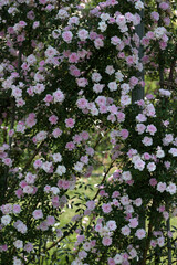 たくさんの淡いピンクの花を付けたバラ