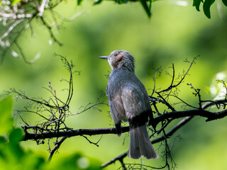 木の枝にとまるヒヨドリ