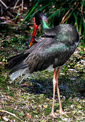 Black stork on the lawn. Latin name - Ciconia nigra