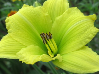 Zbliżenie na barwny kwiat liliowca (hemerocallis) © Kumulugma