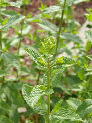 Zbliżenie na młode pędy mięty © Kumulugma