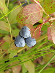 Zbliżenie na owoce borówki amerykańskiej © Kumulugma