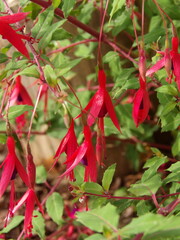 Zbliżenie na kwiaty rośliny z gatunku Fuchsia magellanica © Kumulugma