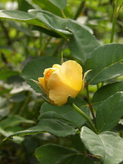 Zbliżenie na żółty kwiat róży