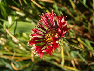 Zbliżenie na kwiaty rośliny z gatunku Gaillardia pulchella © Kumulugma