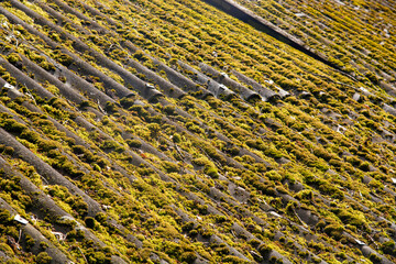 The old slate roof is covered with moss