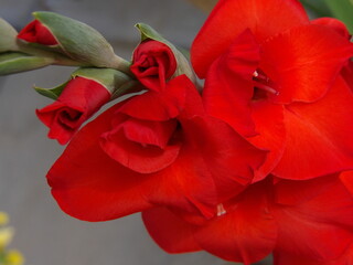 Zbliżenie na kwiat rośliny z gatunku Gladiolus © Kumulugma