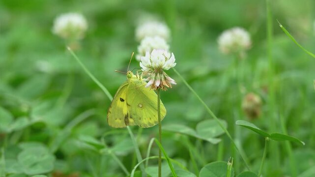 白いクローバー花ので蜜を吸う黄色い蝶