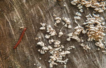 Millipedes and mushrooms on weathered logs