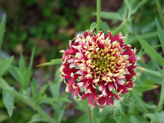 Zbliżenie na kwiaty rośliny z gatunku Gaillardia pulchella © Kumulugma