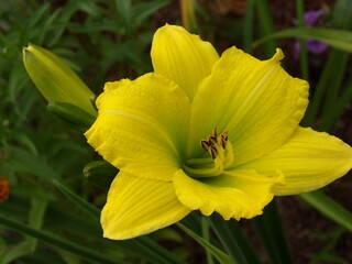 Zbliżenie na barwny kwiat liliowca (hemerocallis) © Kumulugma