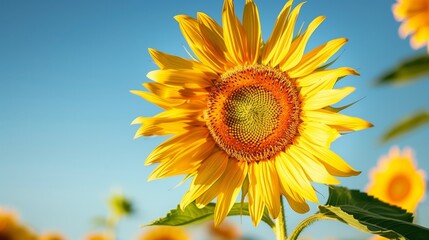Obraz premium A vibrant sunflower in sunlight against a blue sky with white clouds. Golden petals radiate warmth and cheer.