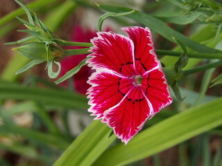 Zbliżenie na kwiaty rośliny z gatunku Dianthus © Kumulugma