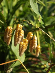 Zbliżenie na kwiaty trawy z gatunku Briza © Kumulugma