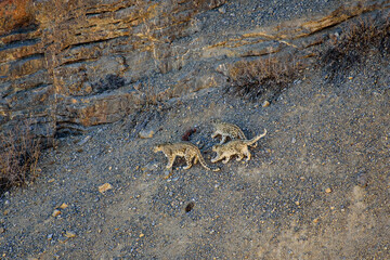 Mather snd son, Snow Leopard walk in the Rock. At Spiti Vallay, India.