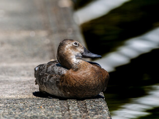 階段でくつろぐホシハジロ