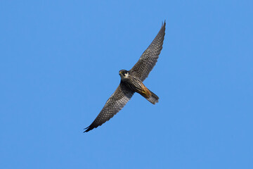 Eurasian hobby (Falco subbuteo)