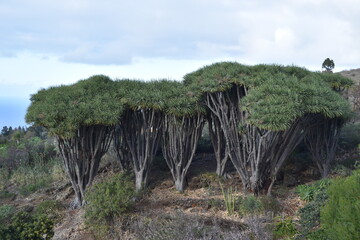 some trees in the forest