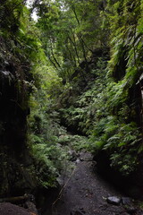 a beautiful forest in la Palma, Canary Islands