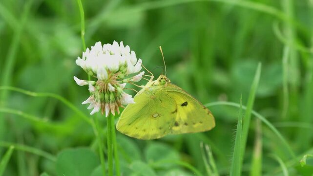 白いクローバー花ので蜜を吸う黄色い蝶