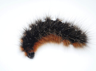 ヒトリガの幼虫