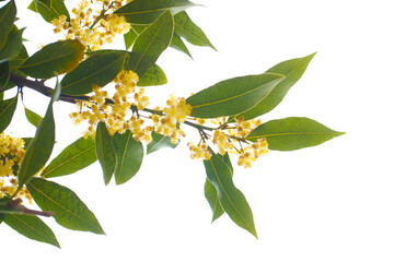 Fresh bay tree branch isolated on white background