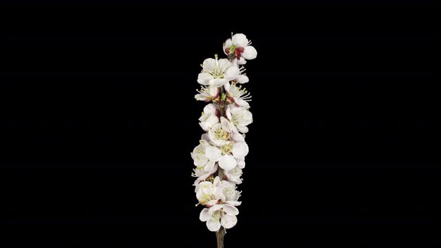 Time lapse of blooming apricot tree branch with ALPHA channel