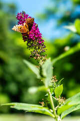 Old Mill Music and RV Park, TN 