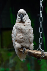 Moluccan cockatoo on the branch. Latin name - Cacatua moluccensis
