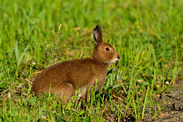 エゾユキウサギ