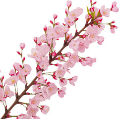 Obraz premium a branch of pink flowers on a white background