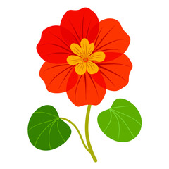 Vibrant Nasturtium Flower Vector Illustration, Botanical Elegance in Full Bloom