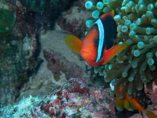 Tomato Anemonefish