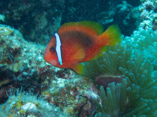 Tomato Anemonefish