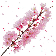 cherry blossom clipart on Isolated Transparent Background